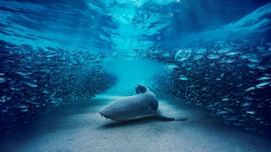 Rekin wąsaty przepływa przez ławicę sardynek w Blue Planet III